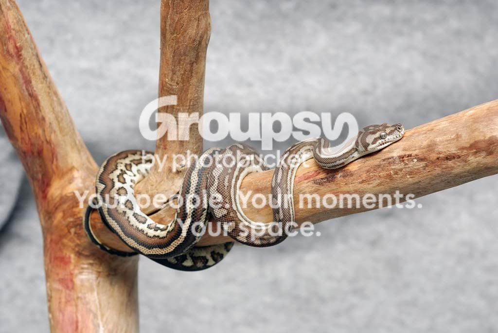 Bredli_zpscd04f5ba.jpg