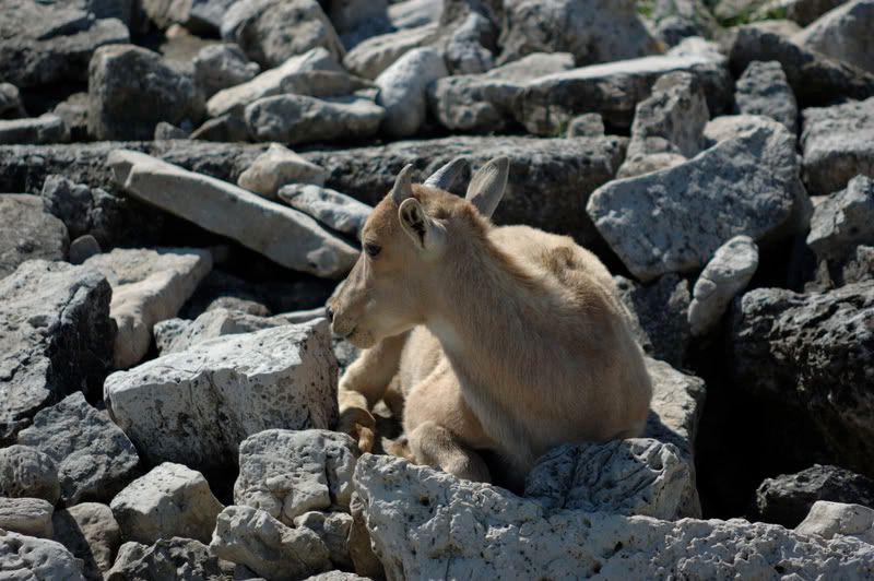 mountaingoat2.jpg