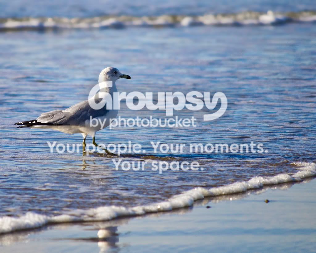 gull.jpg