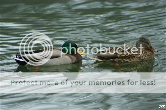 Ducks.jpg