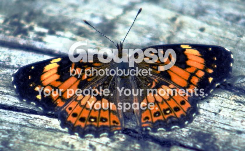 Butterfly.jpg