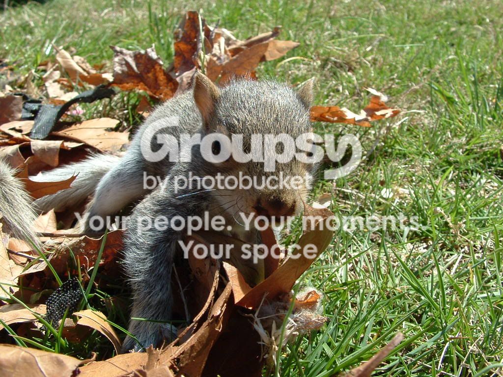squirrelbabys08027.jpg