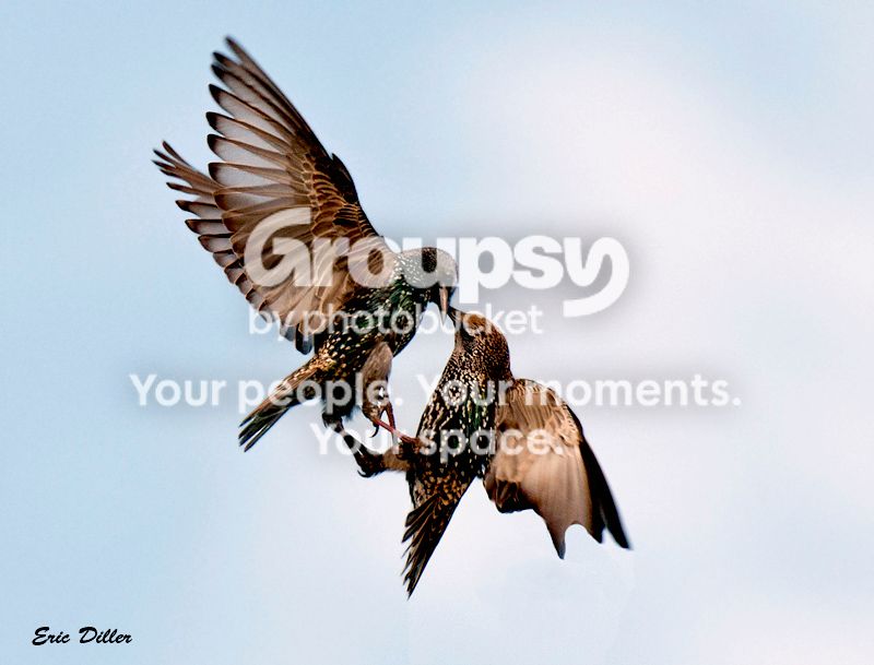 PIC_5141cs5800copy.jpg