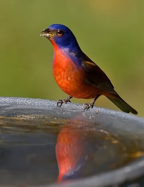 Painted-bunting-drinking_RS.jpg