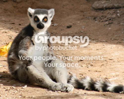 lemur_3603share.jpg