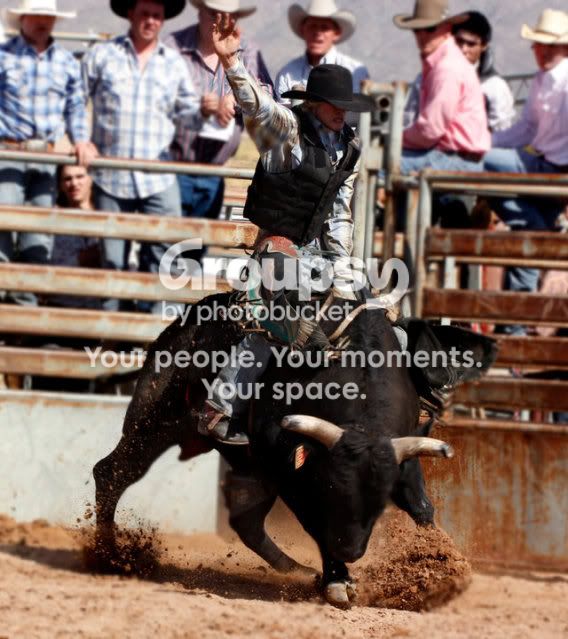 bull3.jpg