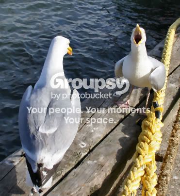 sea_vulture.jpg