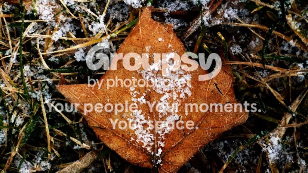fallleaf.jpg