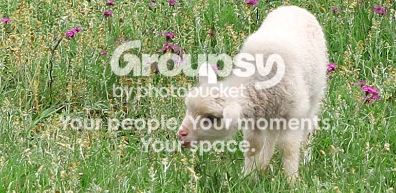 sheep009a.jpg