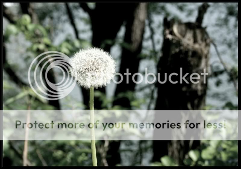 dandilions.jpg