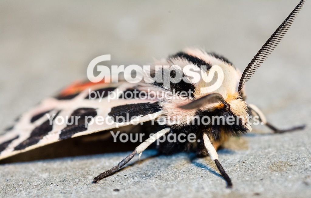 _D713901_zpsgushhx5r.jpg