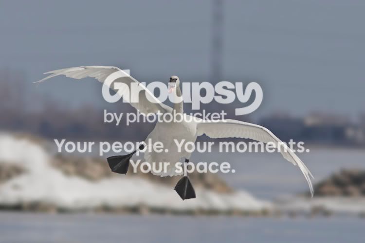SwanLakea.jpg