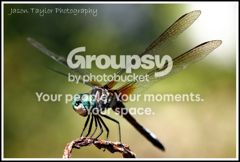 9-10dragonfly2.jpg