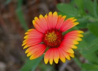 2006-08-11-Indian-Blanket.jpg