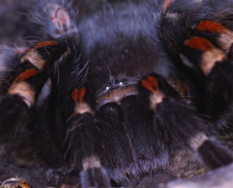 spider28.jpg