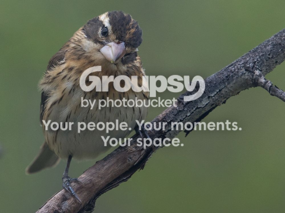 Grosbeak%2014%20May%202017_zpshgxsqcco.jpg