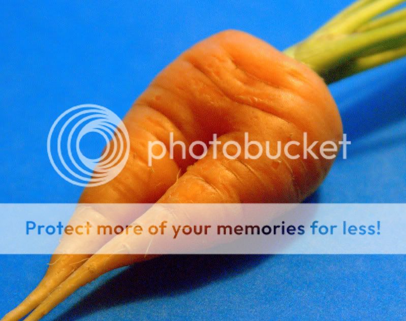 Carrot2.jpg