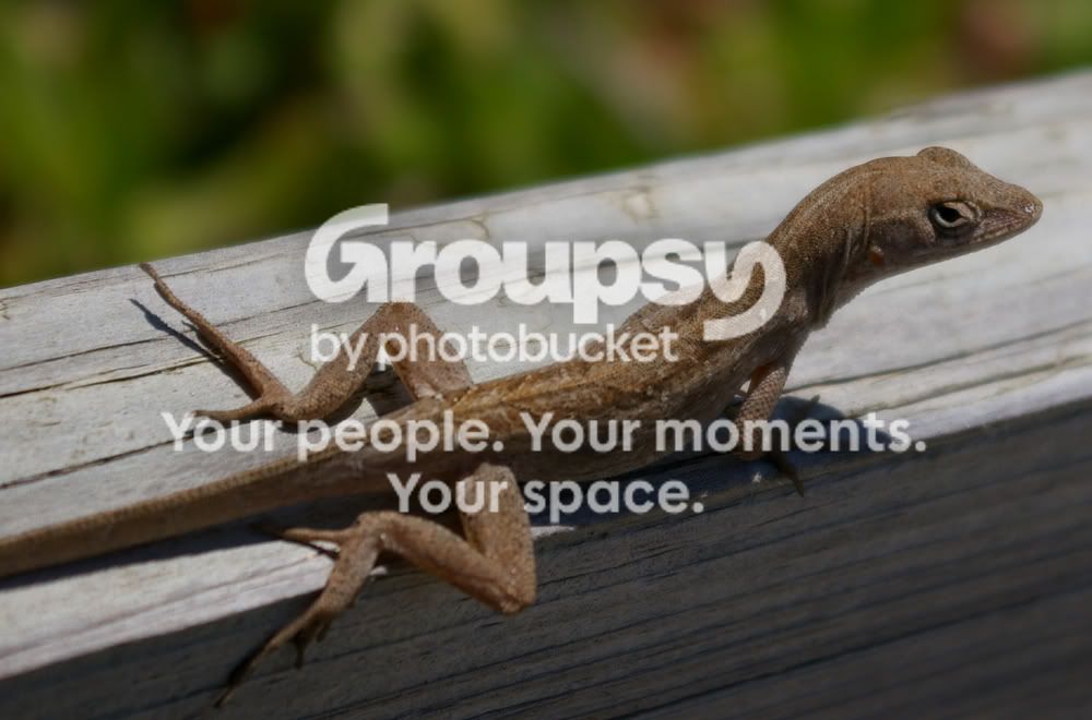 lizard-1.jpg