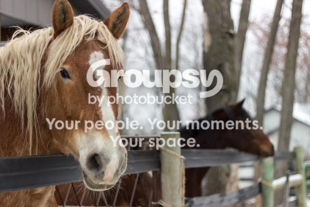 Horses-3_zps31adddcb.jpg