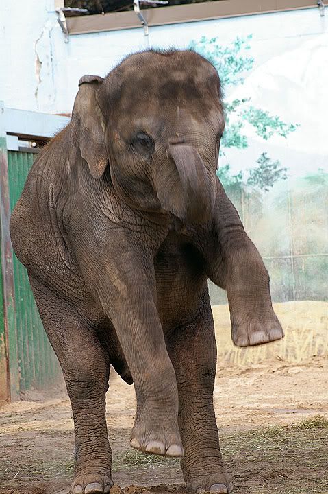 elephant.jpg