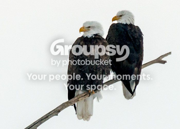 eagle8_zpsc688495f.jpg