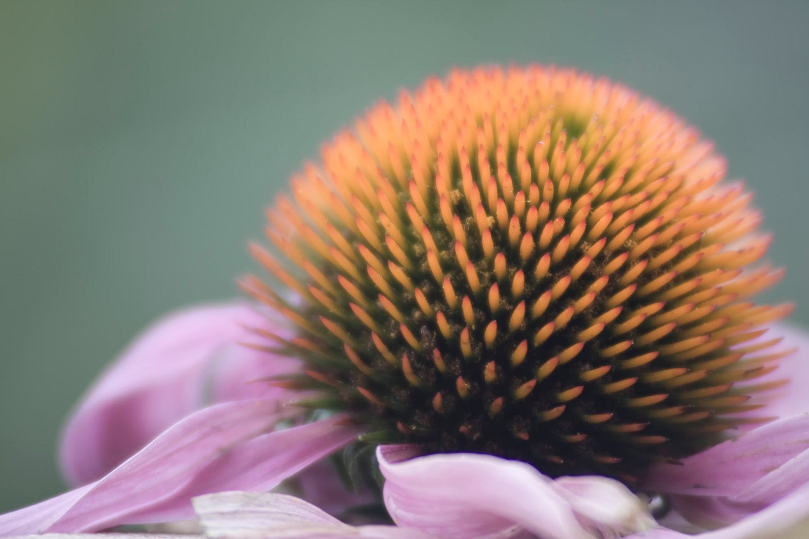 dofflower.jpg