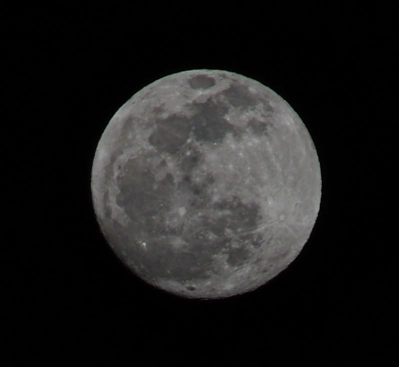 pupsandmoon3128cropsharp.jpg