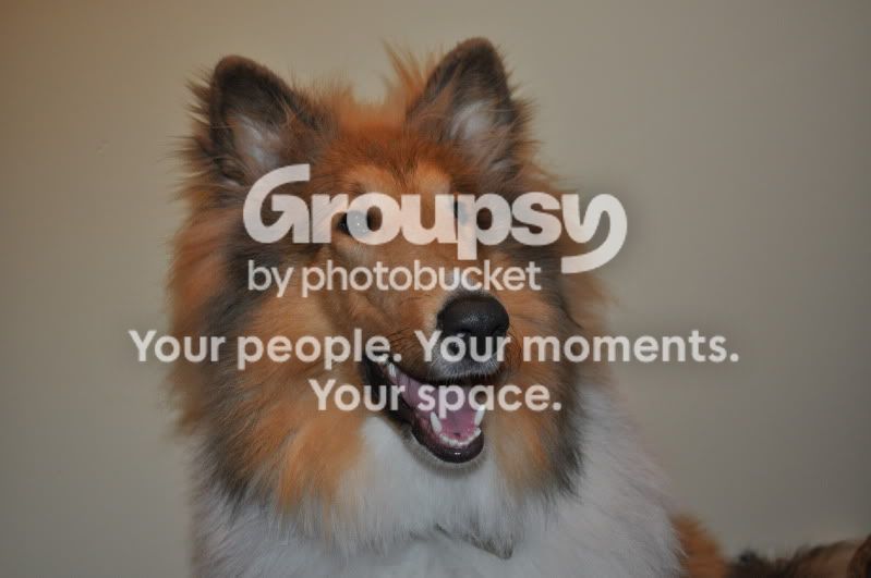 posingcollie011.jpg