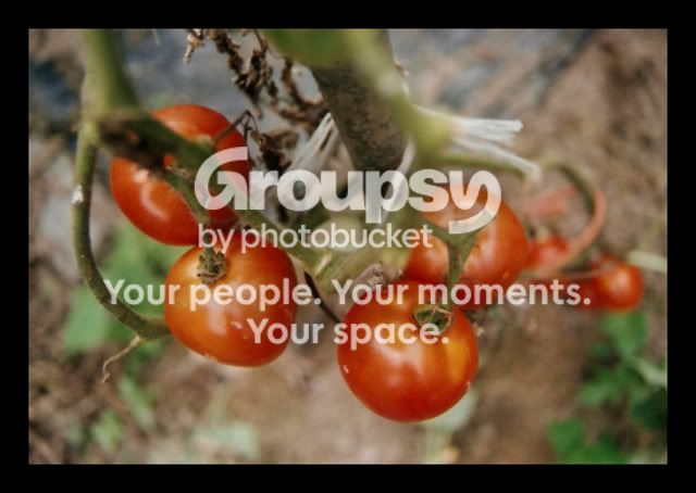 harvest002.jpg