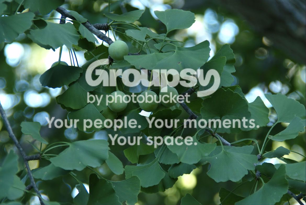 Ginko.jpg