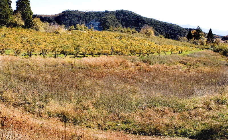Oak%20Glen%2022-L.jpg