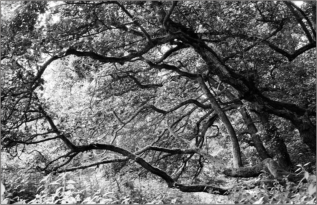 Scan-130728-0011-XL.jpg