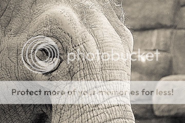 elephanteyeweb.jpg