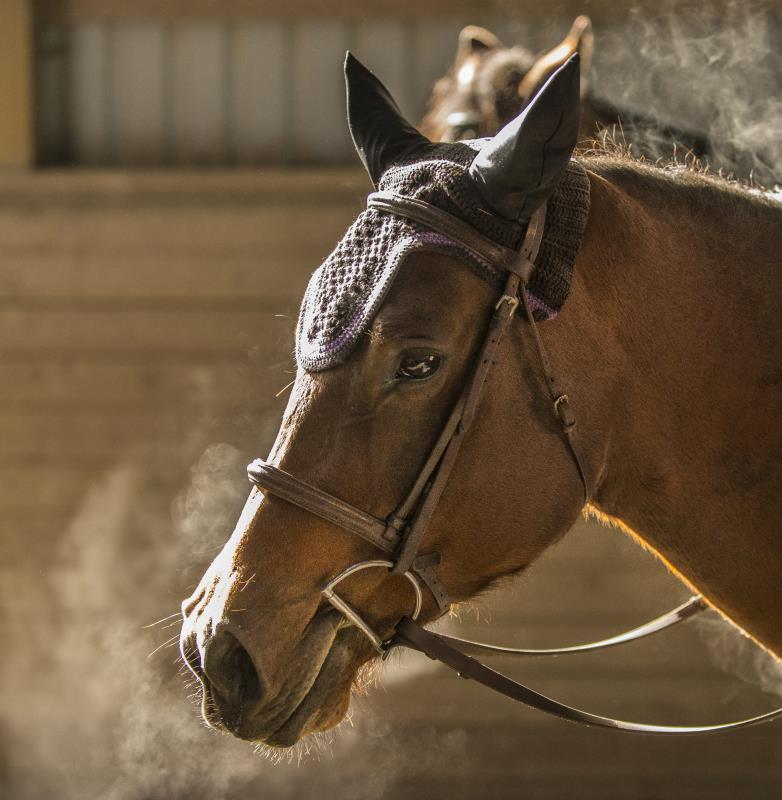 Horse_Show12.jpg