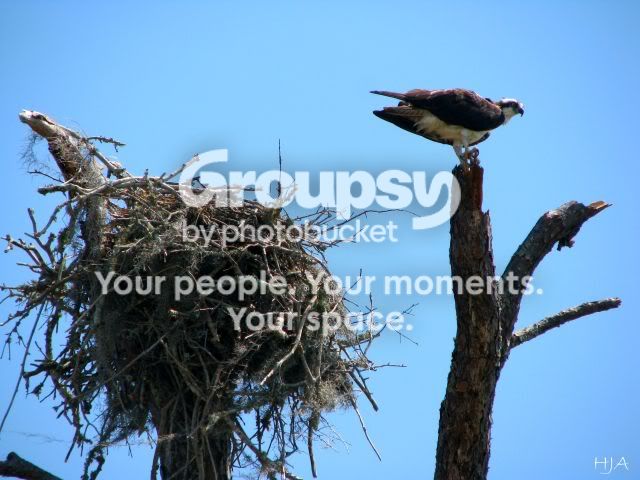 OSPREY4.jpg