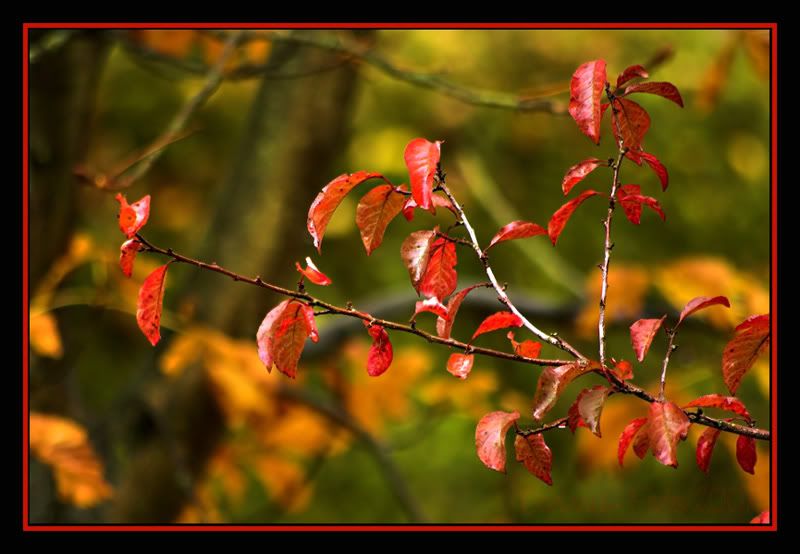Thema_Bokeh_07.jpg