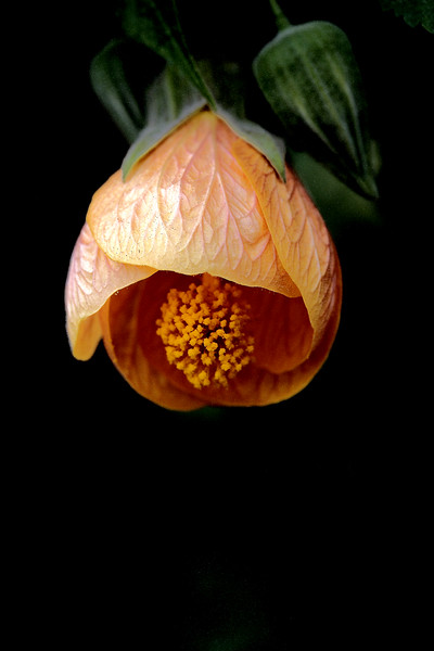 DPP3-06-L.jpg