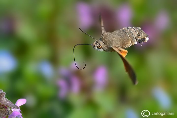 DSC_3331.jpg
