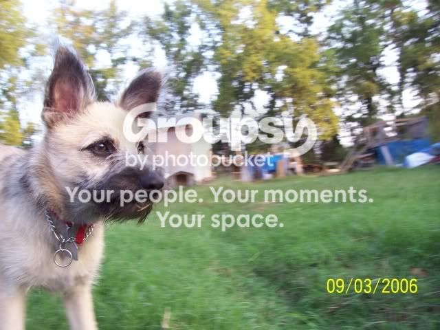 Wolfie01.jpg