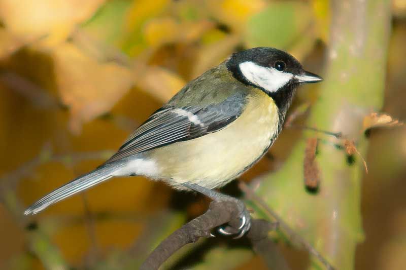 greattit-100.jpg