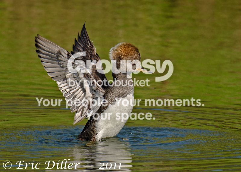 _ECD8398-copy800.jpg