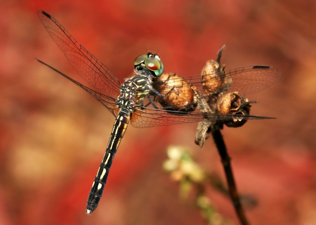 dragonfly1.jpg