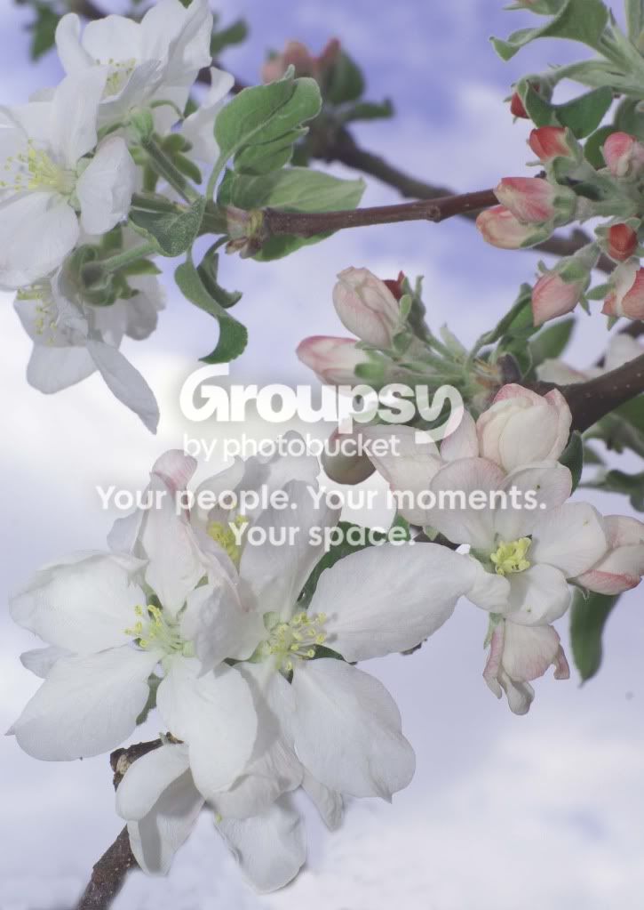 flowers003.jpg