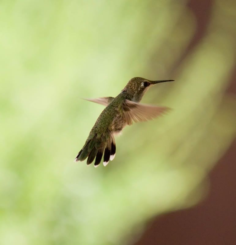 IMG_5775-Edit.jpg