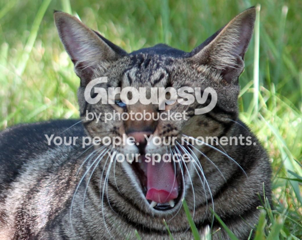 Cattttt.jpg