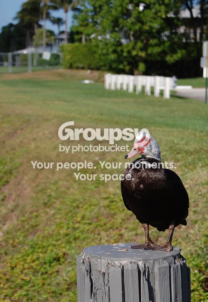 duck.jpg