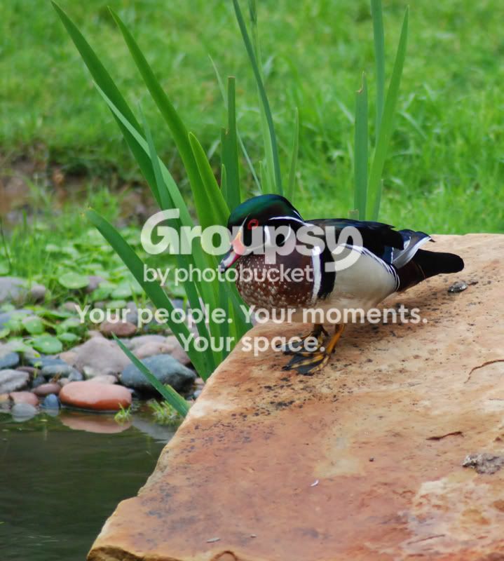 WoodDuck.jpg