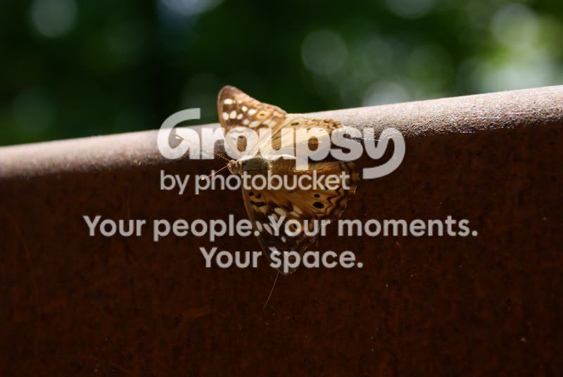 butterfly.jpg