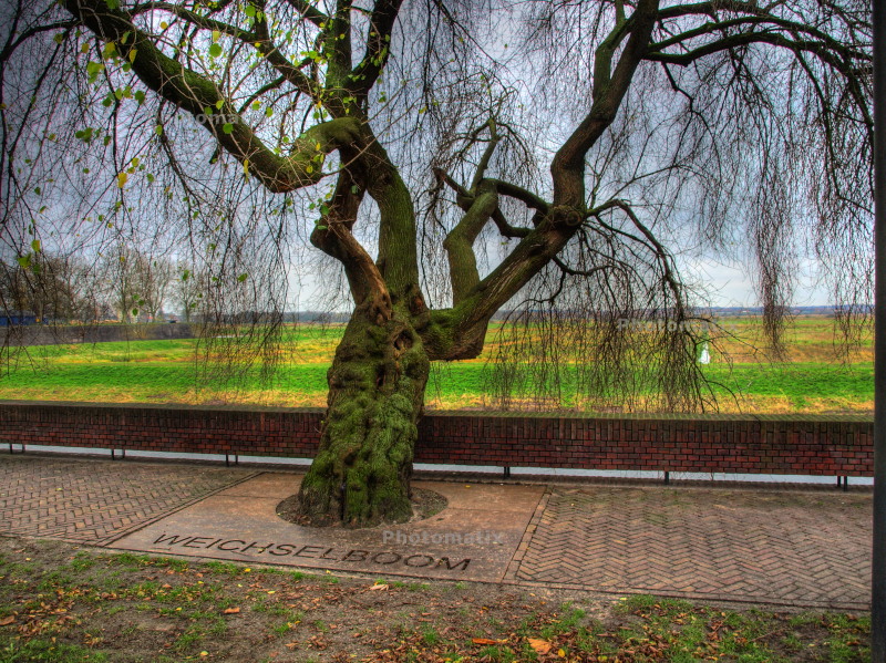 tree-2.jpg