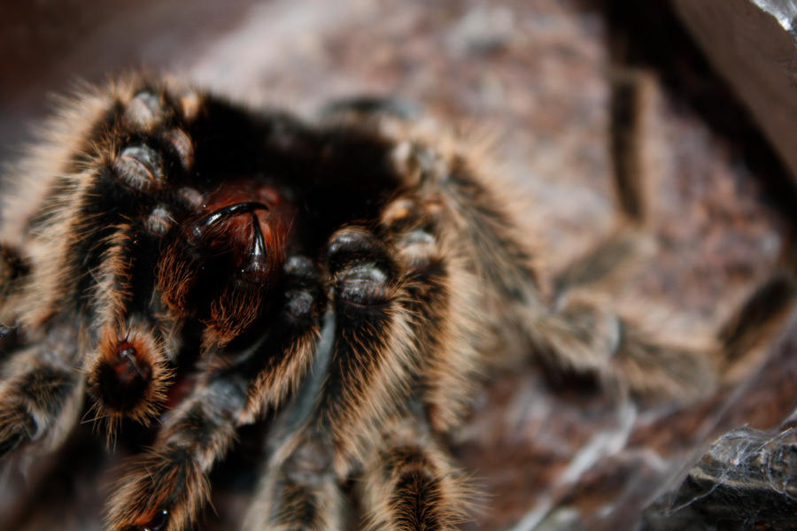 Molting_4_by_mack1time.jpg